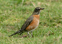 American Robin Turdus migratorius
