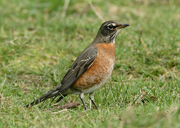 American Robin Turdus migratorius