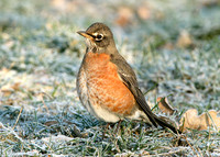 American Robin Turdus migratorius