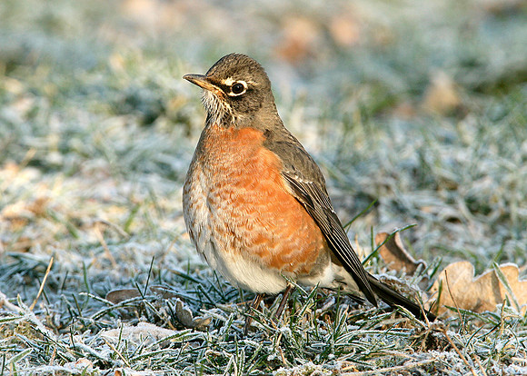 American Robin Turdus migratorius