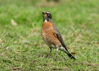 American Robin Turdus migratorius