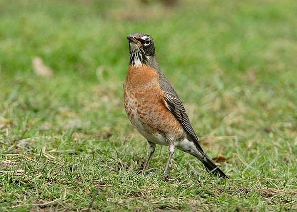 American Robin Turdus migratorius