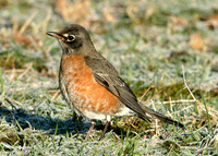 American Robin Turdus migratorius