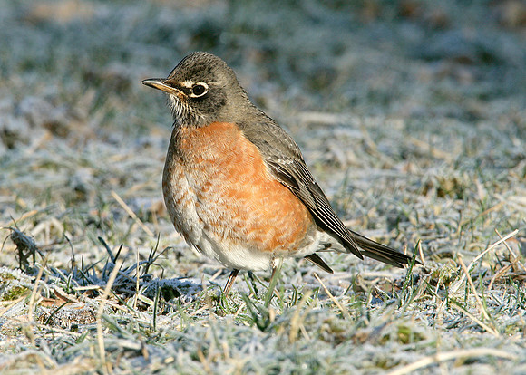 American Robin Turdus migratorius