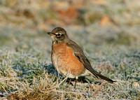 American Robin Turdus migratorius