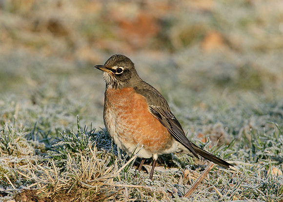 American Robin Turdus migratorius