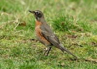 American Robin Turdus migratorius