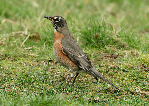 American Robin Turdus migratorius