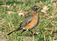 American Robin Turdus migratorius