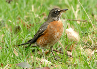 American Robin Turdus migratorius