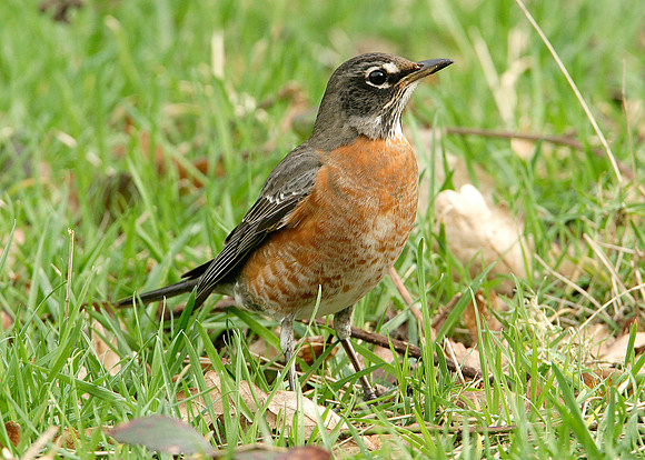 American Robin Turdus migratorius