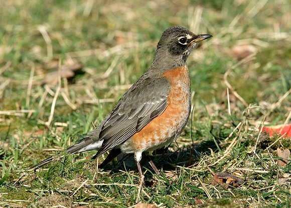 American Robin Turdus migratorius