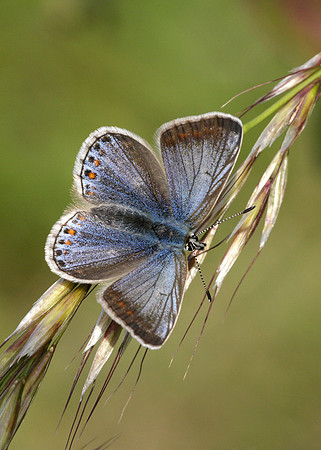 Common Blue Polyommatus icarus
