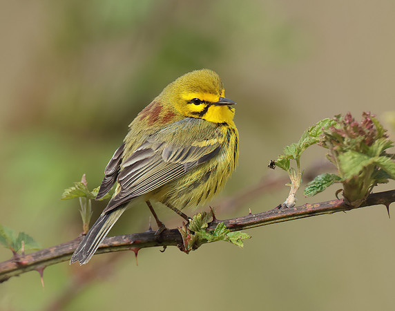 Prairie Warbler Setophaga discolor