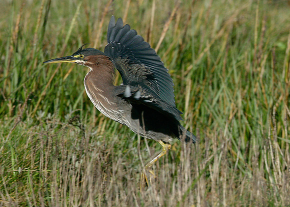 Green Heron Butorides striatus virescens