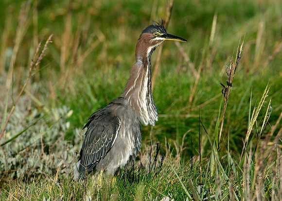 Green Heron Butorides striatus virescens