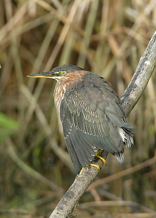 Green Heron Butorides striatus virescens