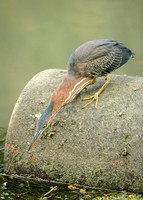 Green Heron Butorides striatus virescens