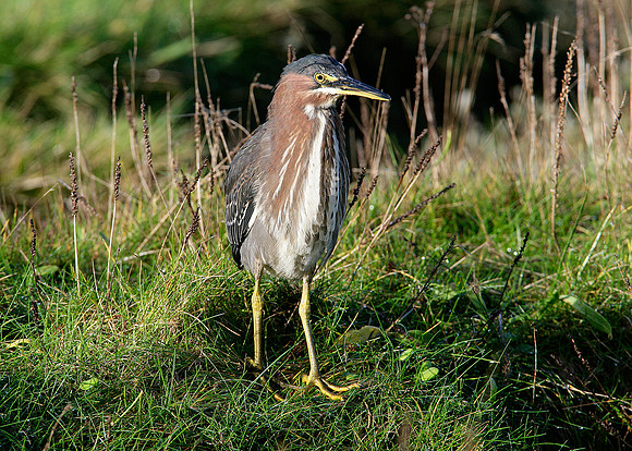 Green Heron Butorides striatus virescens