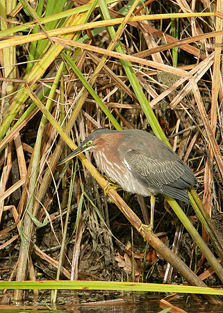 Green Heron Butorides striatus virescens