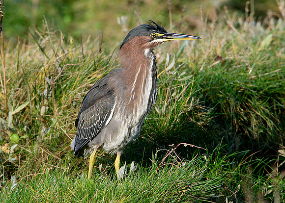 Green Heron Butorides striatus virescens