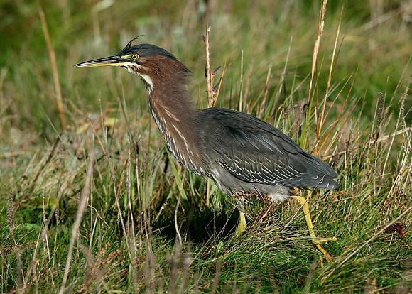 Green Heron Butorides striatus virescens