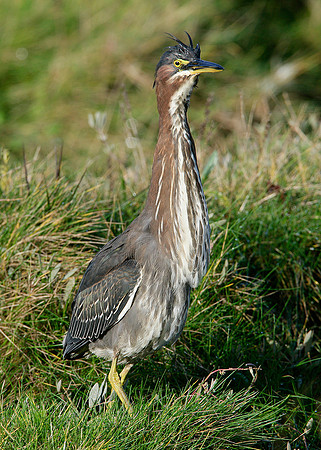 Green Heron Butorides striatus virescens