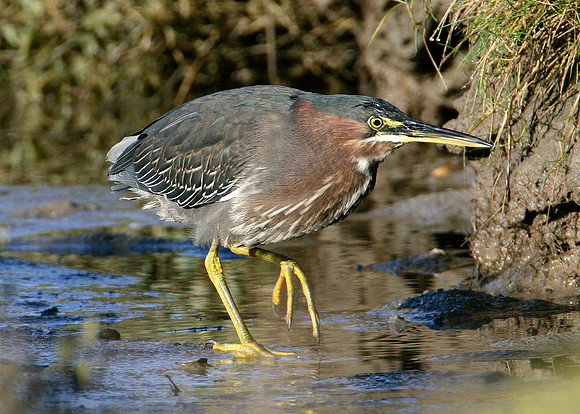 Green Heron Butorides striatus virescens