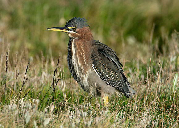 Green Heron Butorides striatus virescens
