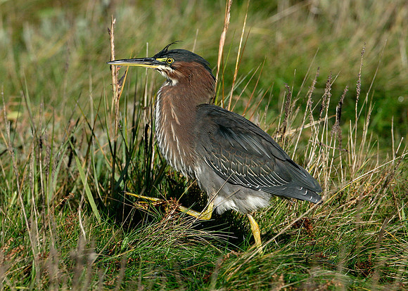 Green Heron Butorides striatus virescens