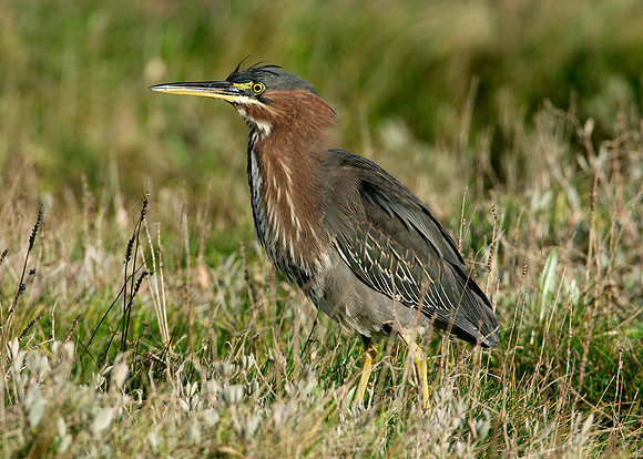Green Heron Butorides striatus virescens