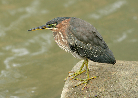 Green Heron Butorides striatus virescens