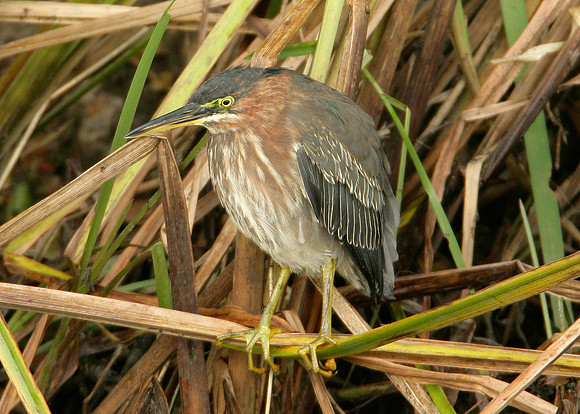 Green Heron Butorides striatus virescens