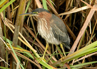 Green Heron Butorides striatus virescens