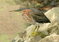 Green Heron Butorides striatus virescens