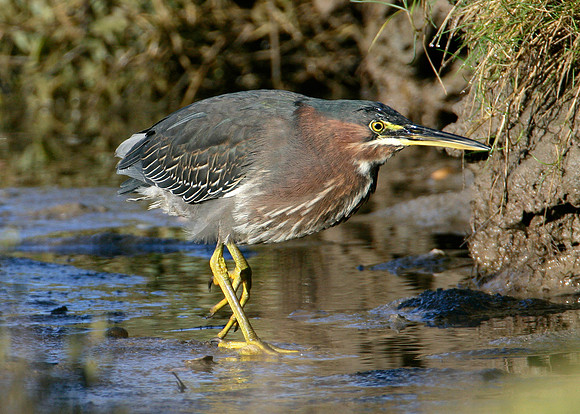 Green Heron Butorides striatus virescens