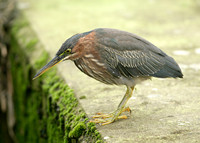 Green Heron Butorides striatus virescens