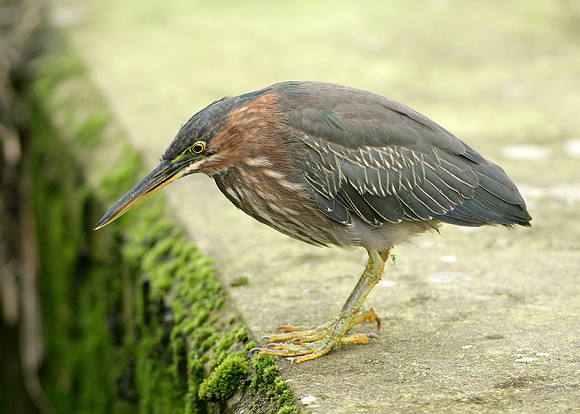 Green Heron Butorides striatus virescens