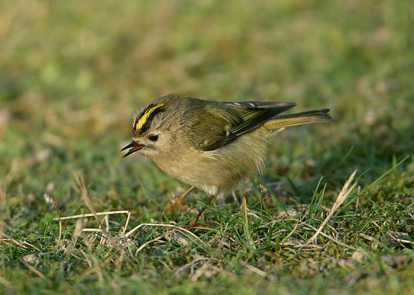 Goldcrest Regulus regulus