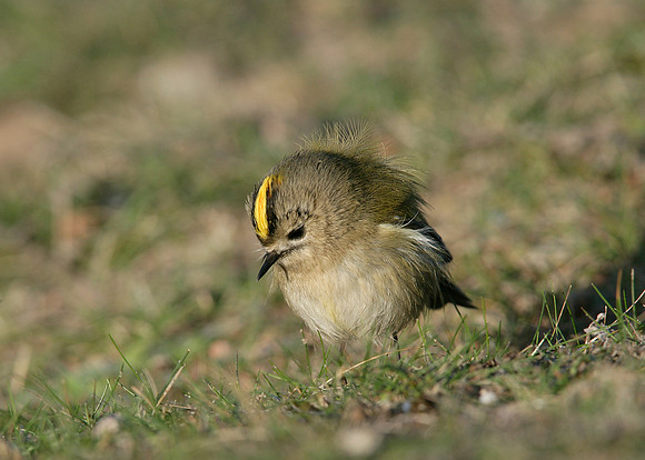 Goldcrest Regulus regulus