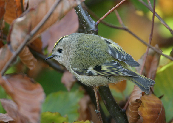 Goldcrest Regulus regulus