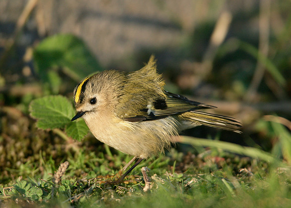 Goldcrest Regulus regulus