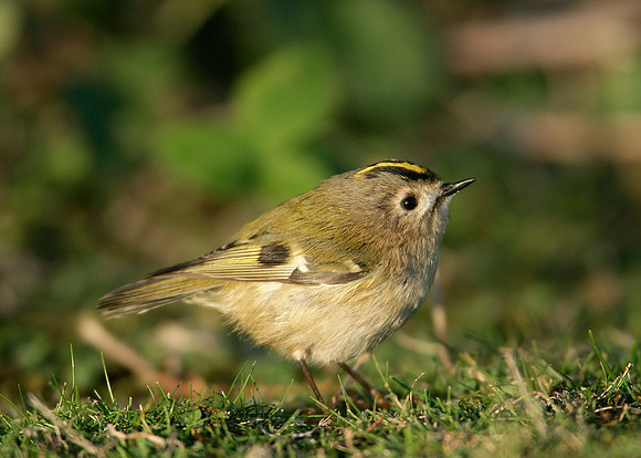 Goldcrest Regulus regulus