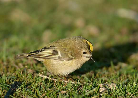 Goldcrest Regulus regulus