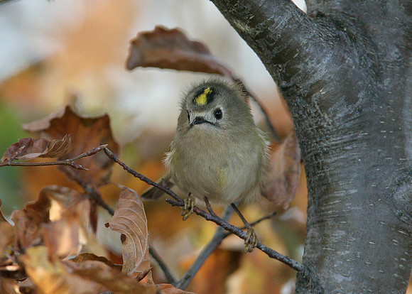Goldcrest Regulus regulus