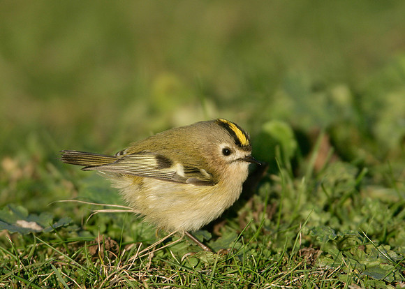 Goldcrest Regulus regulus