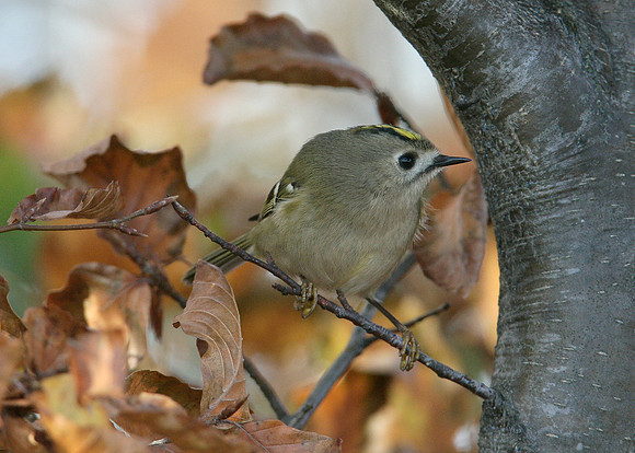 Goldcrest Regulus regulus