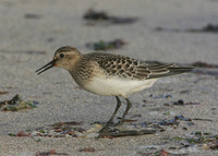 Bairds Sandpiper Calidris bairdii