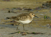 Bairds Sandpiper Calidris bairdii