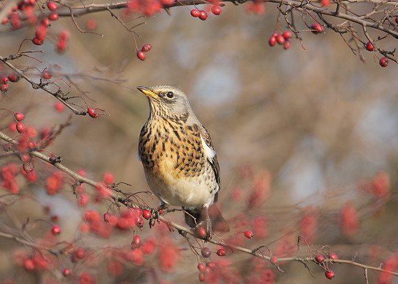 Fieldfare Turdus pilaris